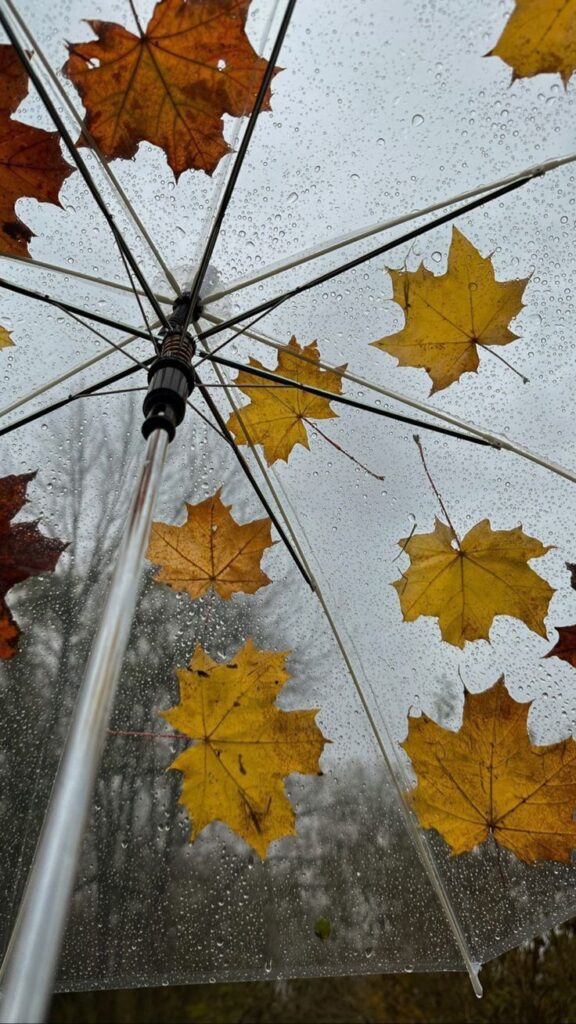 Clear umbrella with autumn leaves and raindrops, set against a gray, overcast sky.
