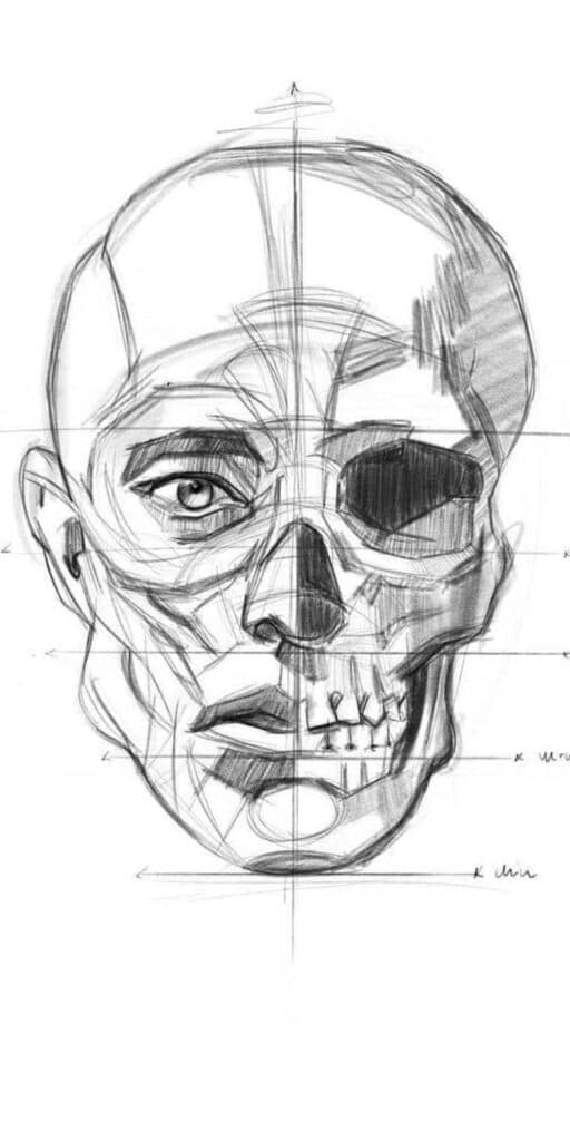 Half-skull anatomy sketch showing human facial muscles and features in pencil drawing.