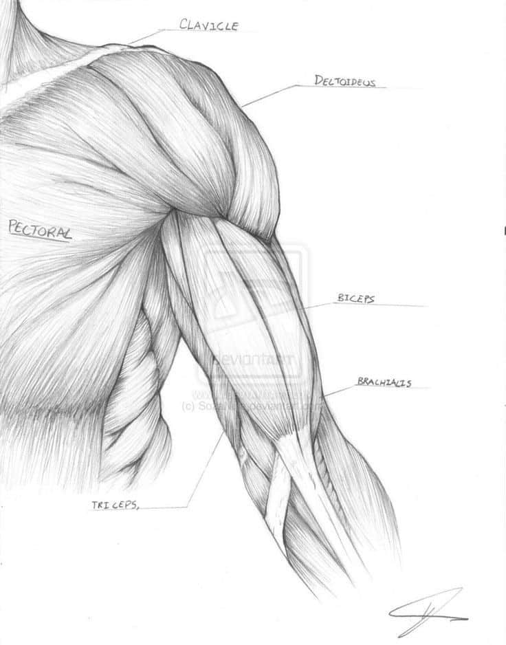 Anatomical drawing of upper arm muscles, labeled: clavicle, deltoid, biceps, triceps, pectoral, and brachialis.