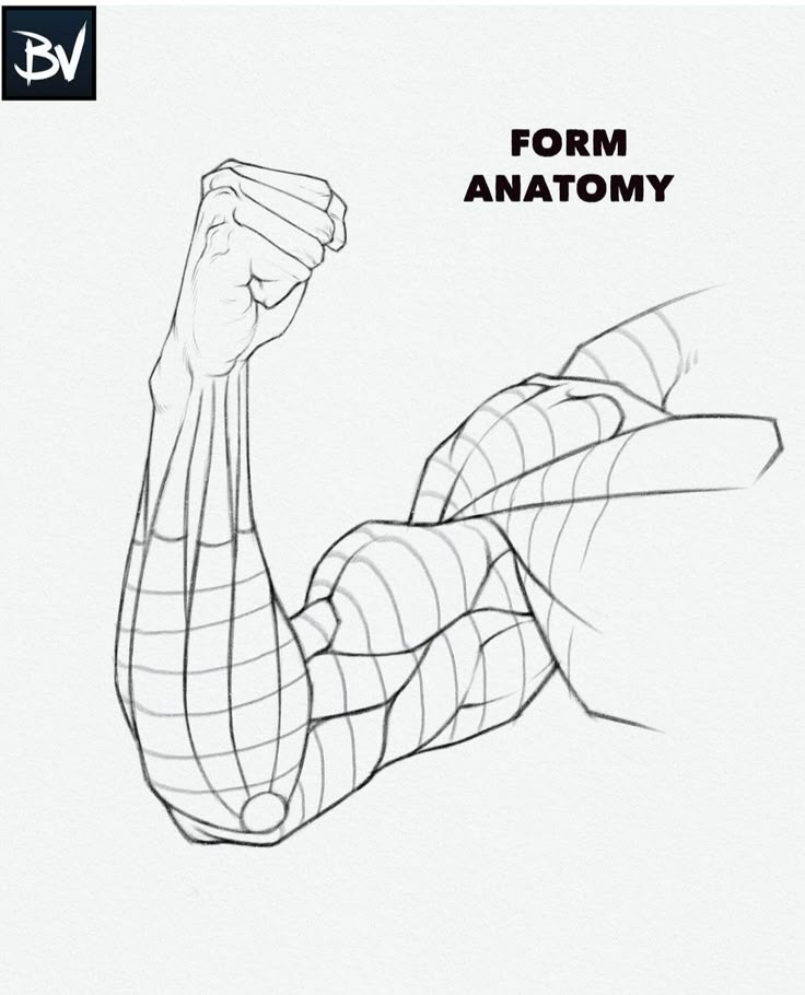 Illustrated arm anatomy with grid lines, showcasing muscle form and structure for educational purposes.