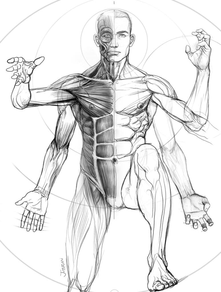 Sketch of a human figure showing muscular anatomy on one side and skeletal details on the other.
