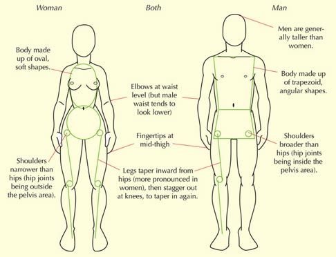 Comparison of male and female body shapes highlighting differences in shoulders, hips, and body proportions.