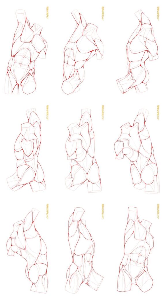 Artistic sketches of human torsos showing muscle structure in various poses.