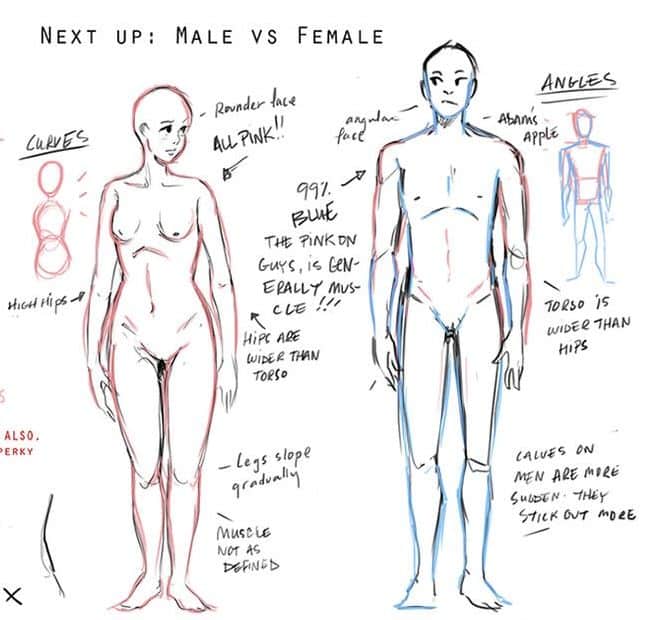 Illustration comparing male and female body shapes with annotations on curves and angles.