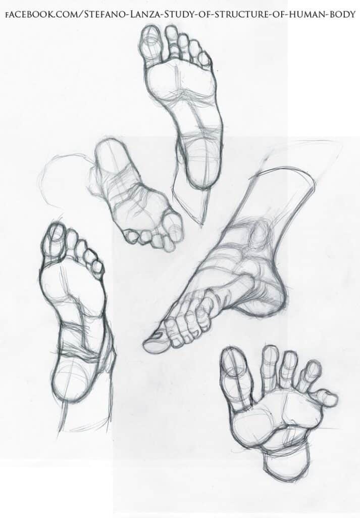 Sketch of human hands and feet anatomy, showcasing detailed structural lines and shading for artistic study.