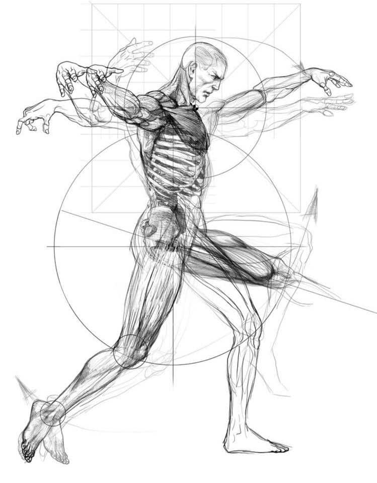 Dynamic anatomical sketch of a human figure in motion, showcasing muscular and skeletal structure.