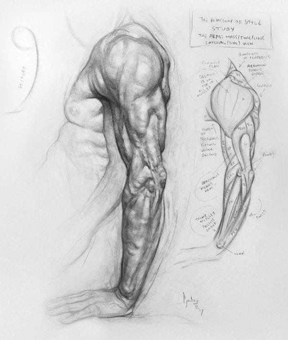 87067ed978eff1c636d6d6a02dbc0b5c Anatomical arm illustration showing detailed muscle structure and labeled diagram for educational purposes. | Sky Rye Design Anatomical arm illustration showing detailed muscle structure and labeled diagram for educational purposes.