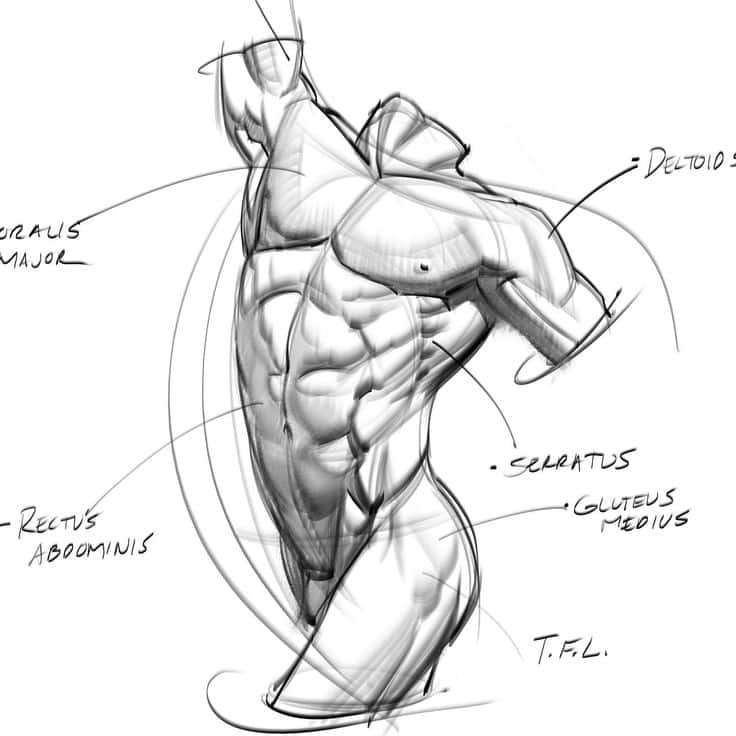 Detailed anatomical sketch of muscular male torso highlighting various muscles like deltoid and rectus abdominis.