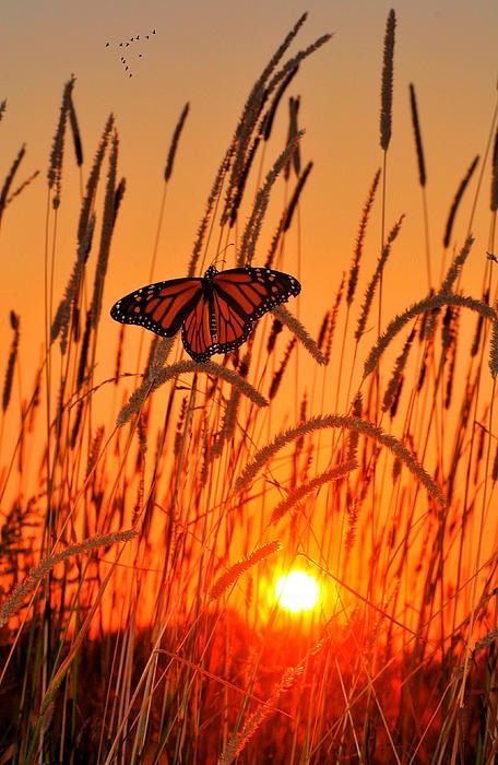 Monarch butterfly on tall grass at sunset, vibrant orange sky, nature scene.