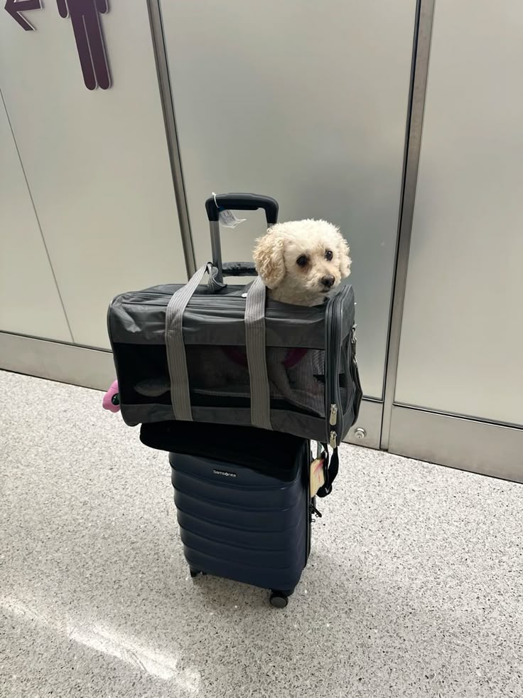 Small white dog in a carrier on top of a suitcase at an airport, next to a restroom sign.