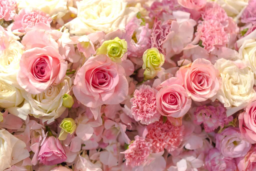 Pink and white roses with lush petals in a vibrant floral arrangement.