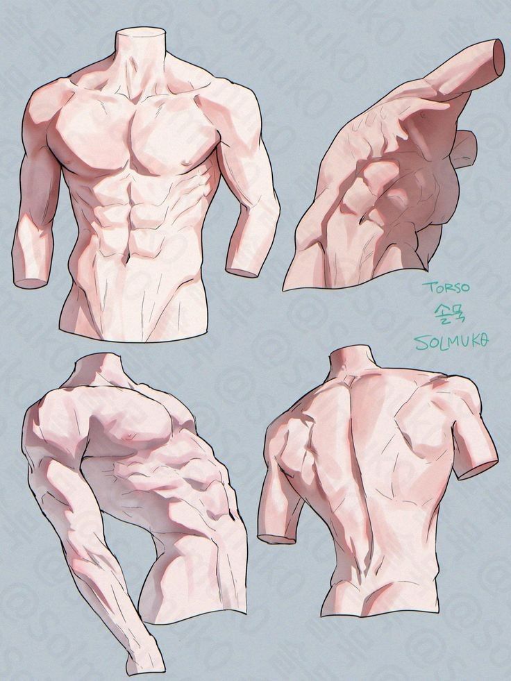 Digital art of a muscular male torso, showcasing various angles and details of the anatomy.