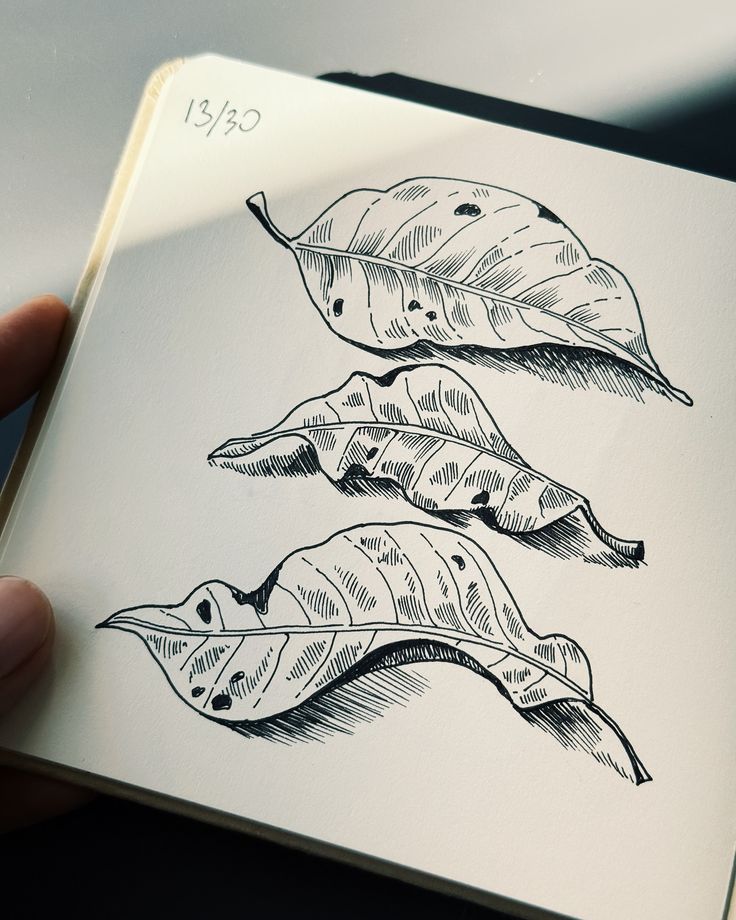 Drawing some unknown dry leaves | Sky Rye Design