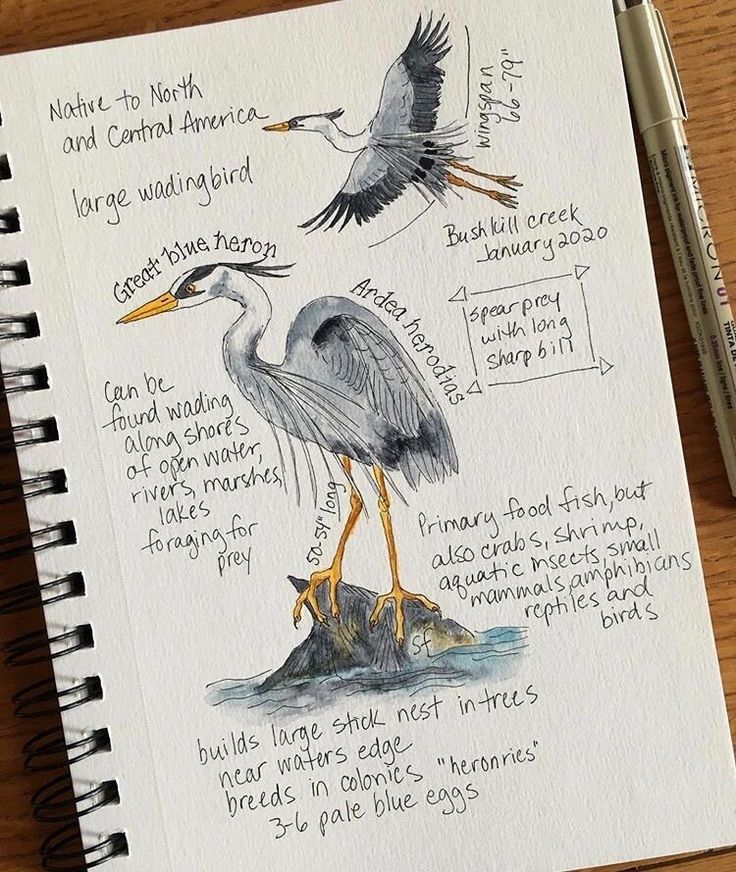 Field journals_ Documenting the natural world Nature Journaling Week | Sky Rye Design