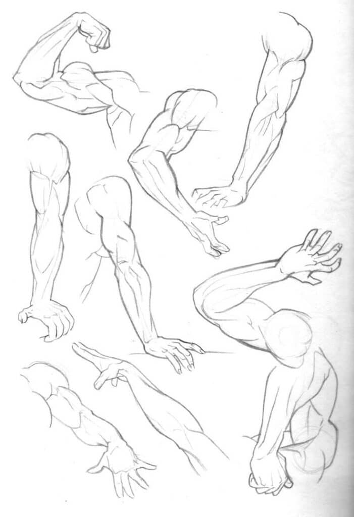 Sketch of various muscular arm poses showing anatomical details. Ideal for artists studying human anatomy.