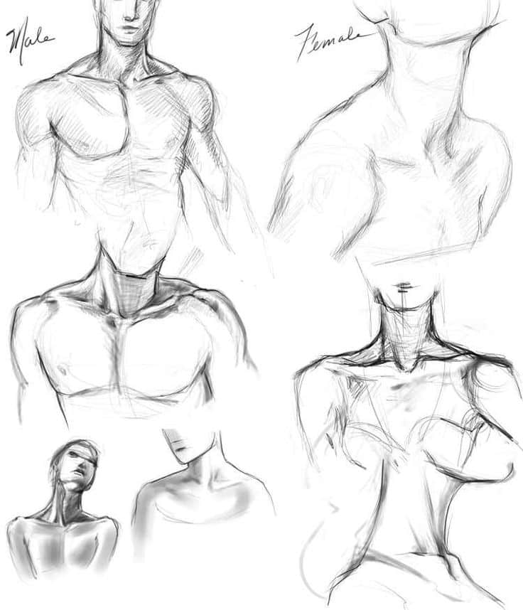 Sketches of male and female torsos, highlighting anatomy and form in a minimalist drawing style.