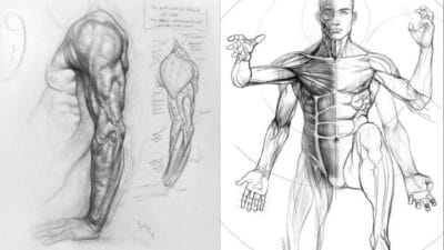 Anatomical sketch showing human arm and muscular system in detailed pencil drawings, highlighting muscle groups.