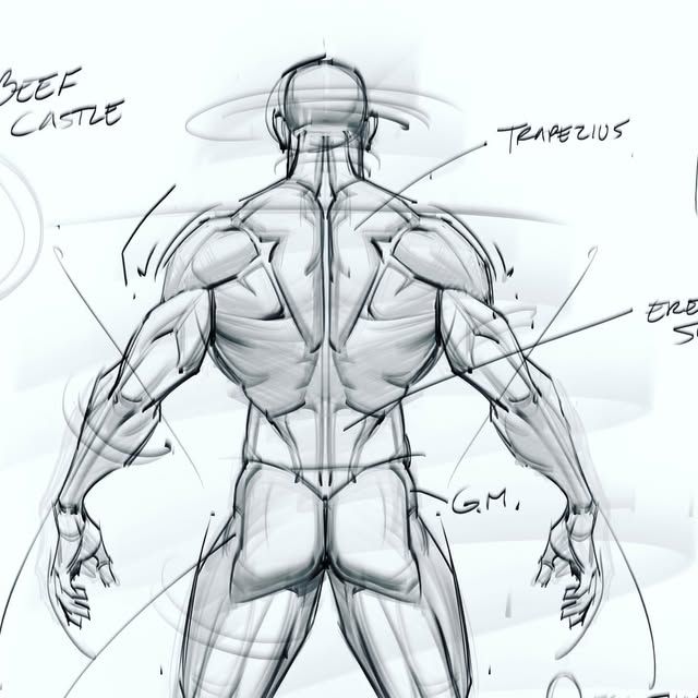 Anatomical sketch of a muscular back, showing detailed muscles like trapezius and erector spinae for educational use.