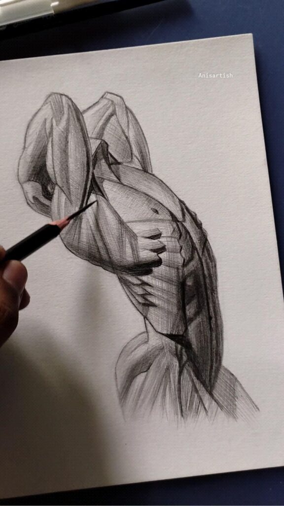Person sketching detailed muscular anatomy on paper with pencil.