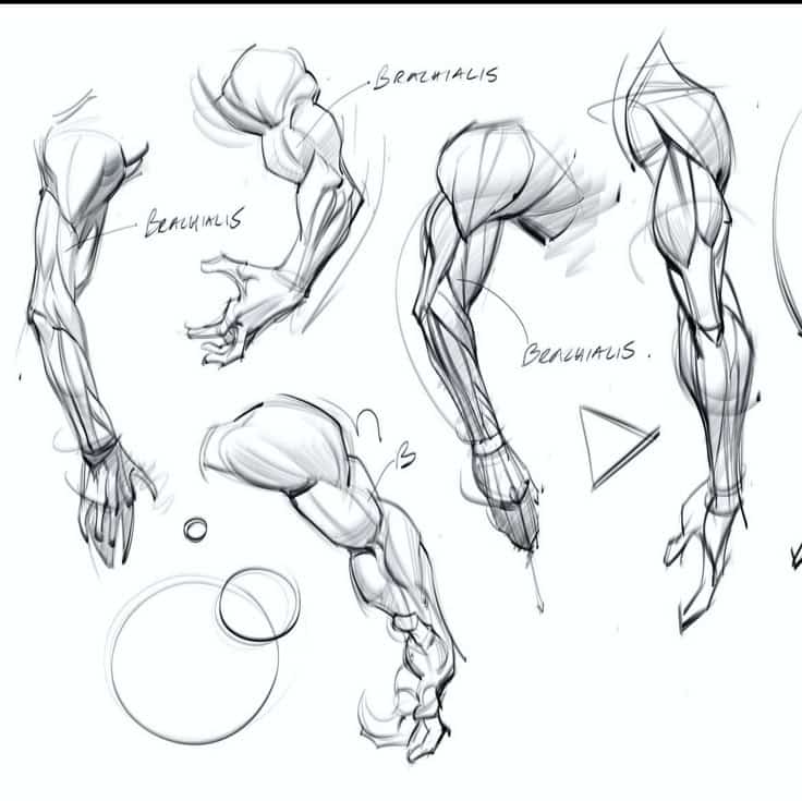 Anatomy sketches of muscular arms labeled, showcasing brachialis muscle structure and artistic shading techniques.