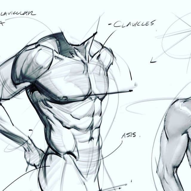 Digital sketch of a male torso with anatomical annotations including clavicles and ASIS.