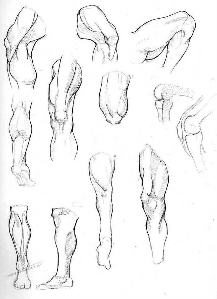 Anatomical sketches of human leg muscles, showing various views for art reference and study.