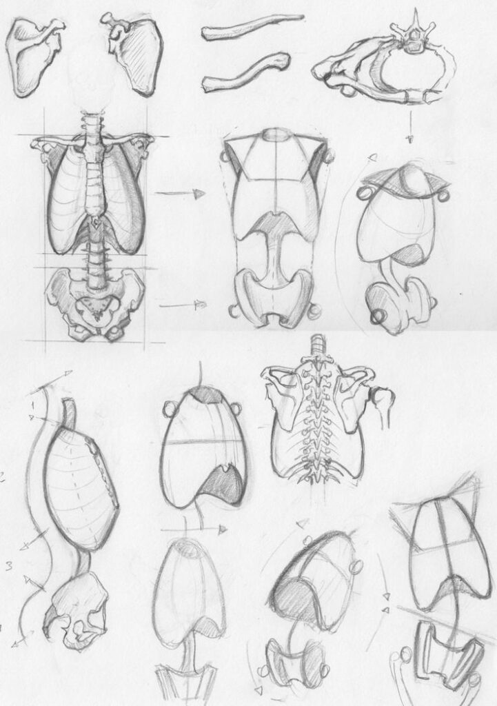 Anatomical sketches of human torso bones and simplified shapes, illustrating ribcage and pelvis structure.