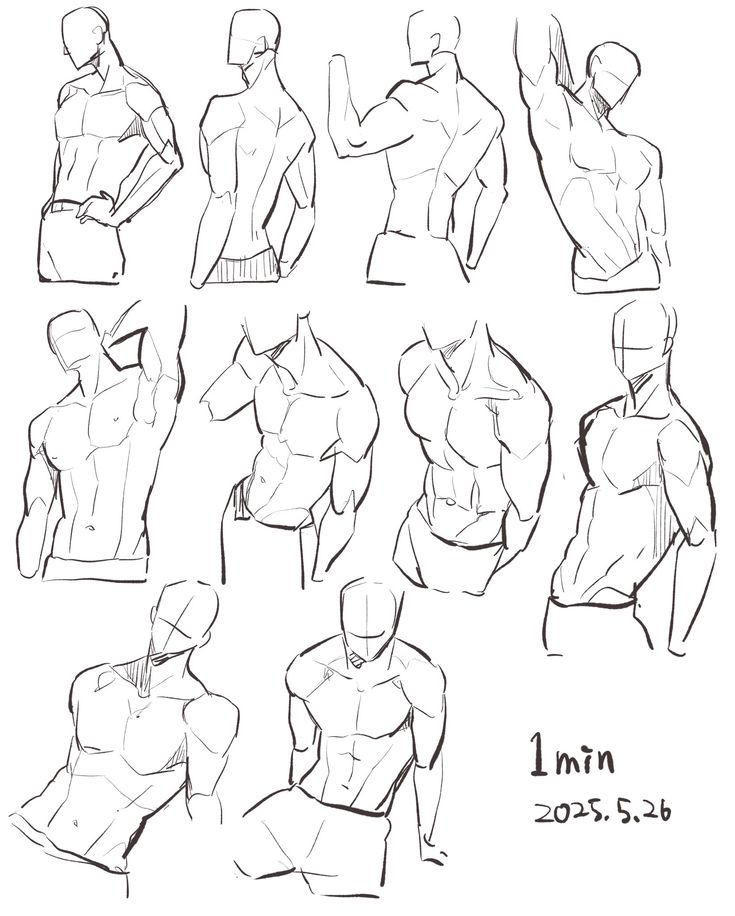 Dynamic male torso sketches in various poses, focusing on muscular anatomy and form development.
