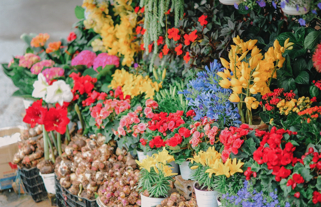 Vibrant flower market display with colorful blooms including red, yellow, blue, and pink flowers in pots.