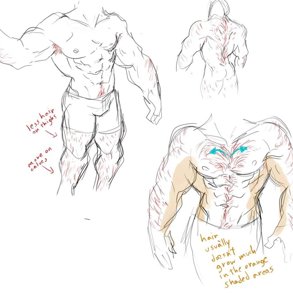 Illustrated male anatomy showing varying body hair distribution on chest, legs, and arms with annotations.