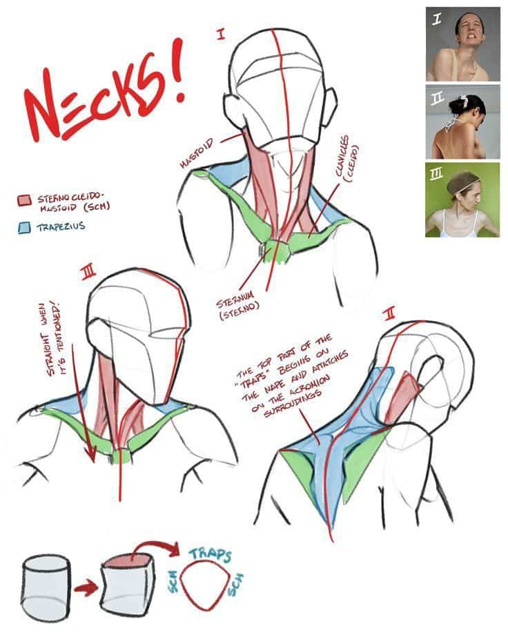 Illustration of neck muscles, focusing on sternocleidomastoid and trapezius anatomy, with exercise references.