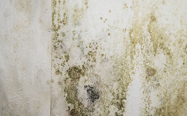 Mold growing on a damp, stained wall surface, showing texture and discoloration from water damage.