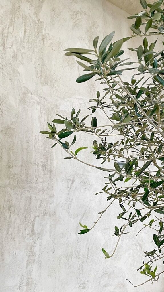 Olive tree branches against a textured beige wall, showcasing natural greenery and minimalist decor.