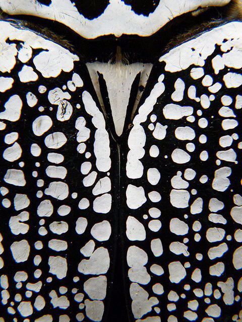 Close-up of black and white beetle wing pattern with intricate spotted design.