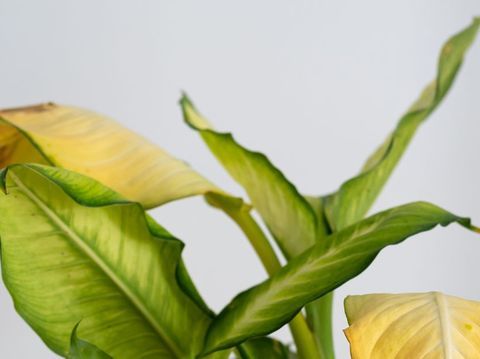 Close-up of vibrant green and yellow tropical plant leaves against a neutral background.