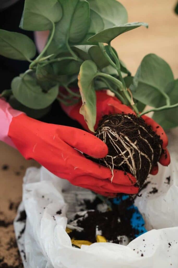 Person wearing red gloves repots a houseplant, holding exposed roots over potting soil.
