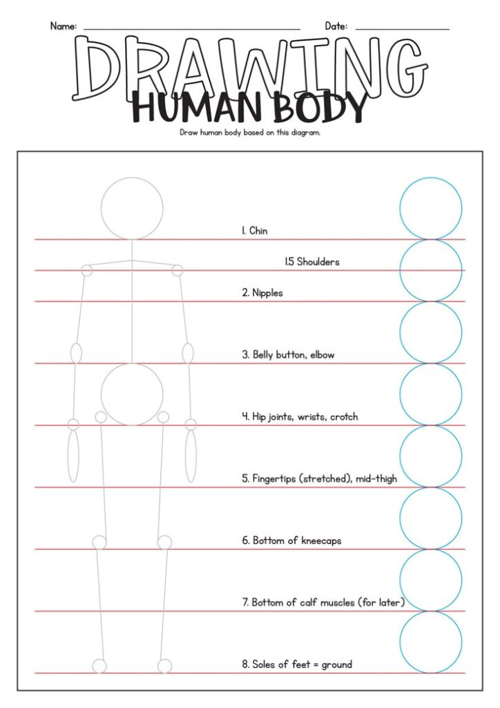 Drawing guide: Human body proportions chart with labeled sections for accurate sketching.