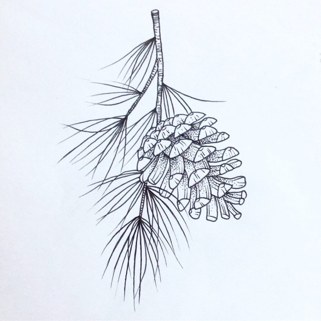 Black and white illustration of a pinecone with needles on a branch, highlighting natural details and textures.