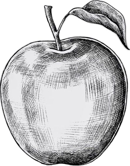 Illustration of a textured apple with detailed leaf in black and white, showcasing intricate linework and shading.