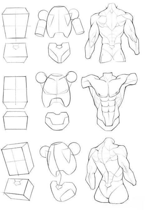 Step-by-step guide to drawing a muscular male torso, from basic shapes to detailed anatomy.