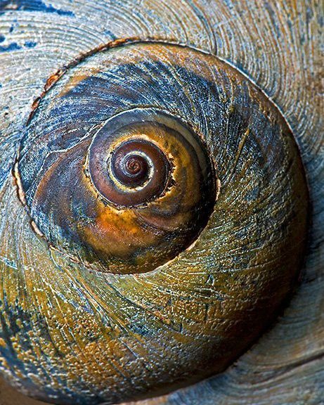 Close-up of a textured, spiral seashell with vibrant blue and orange hues, showcasing natural patterns and details.
