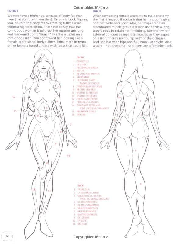 Anatomy guide for comic book female figures, front and back views, highlighting muscle groups for artistic reference.