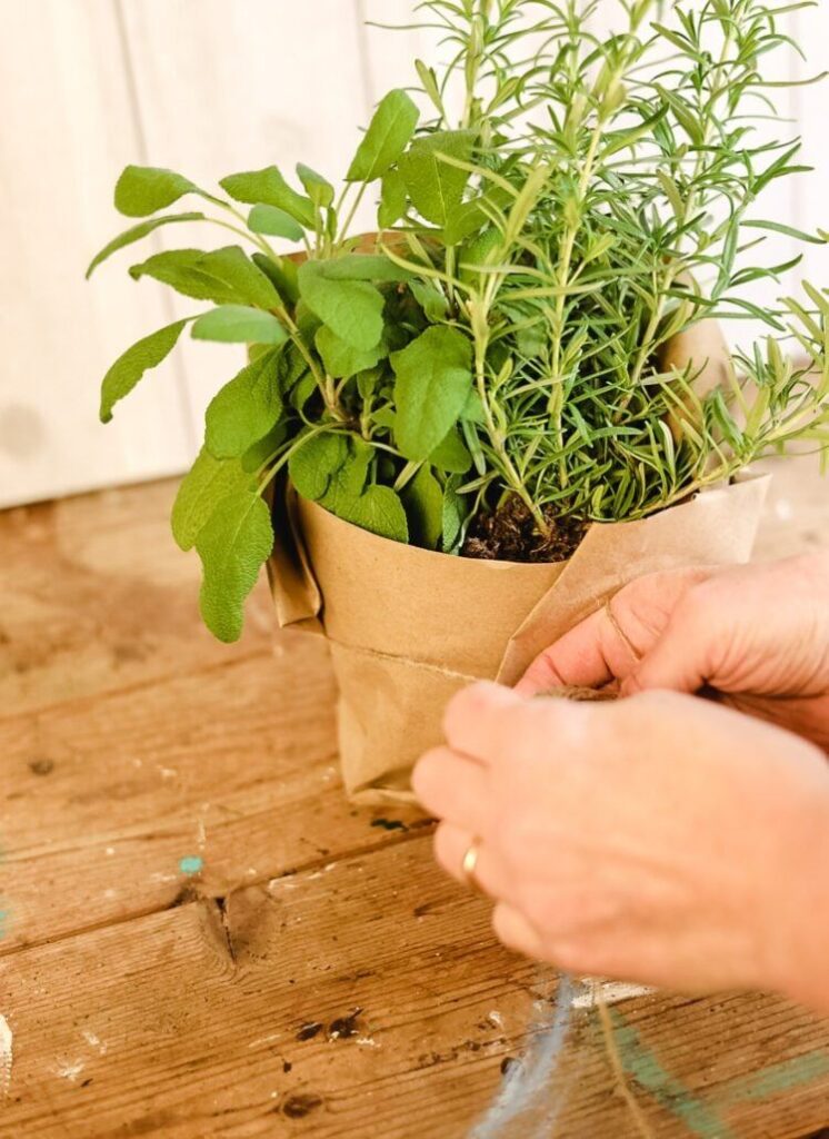 Person wrapping a potted herb plant with brown paper on a wooden table, focusing on hands and greenery.