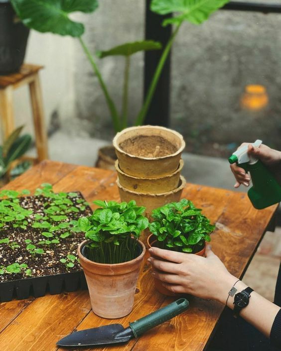 Person watering potted basil plants on a wooden table with gardening tools and seed trays nearby.