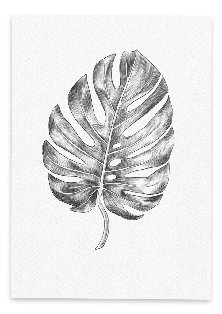 Pencil sketch of a Monstera leaf on white background, showcasing detailed texture and natural beauty.