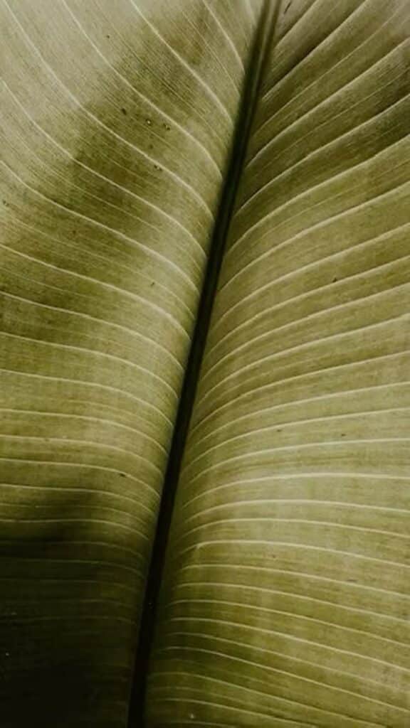 Close-up of green leaf texture with visible veins and lines, highlighting natural patterns and organic design.