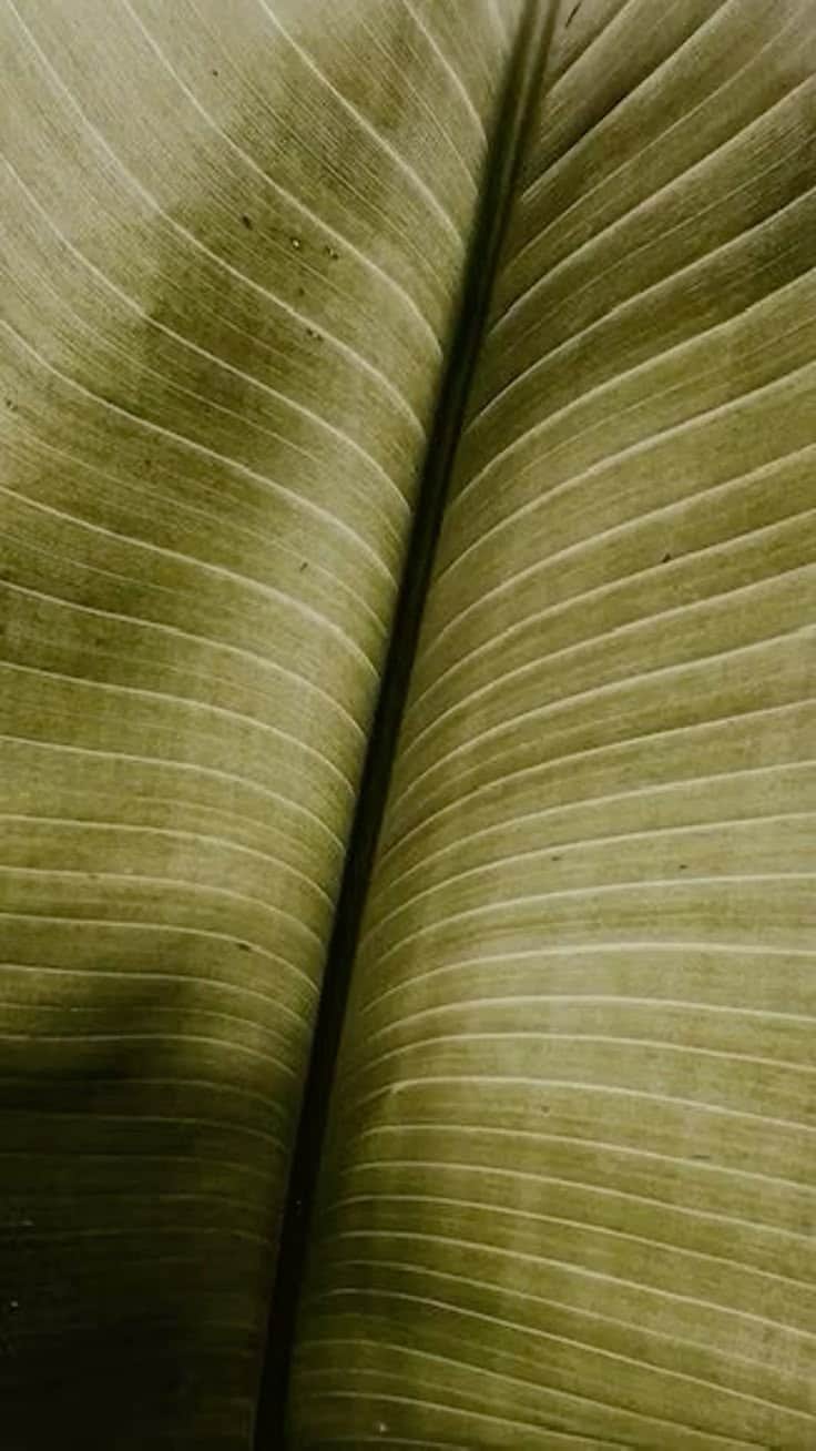 Nature-Inspired Patterns Transforming Modern Design Trends