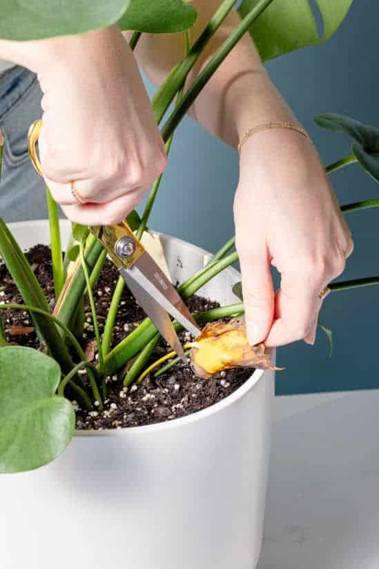 Person trimming dead leaf from potted plant with scissors.