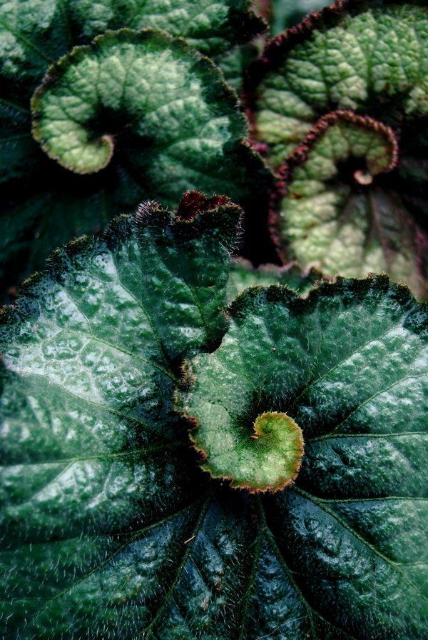 Close-up of green spiral-shaped leaves with textured surface, showcasing natural patterns and earthy tones.