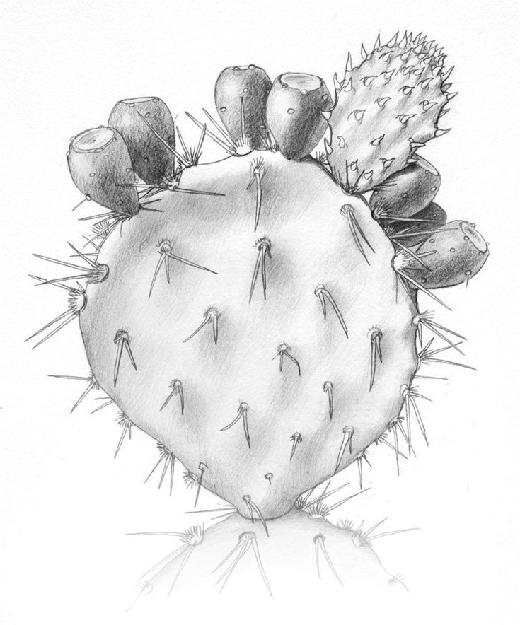 Detailed pencil drawing of a prickly pear cactus with pads and spines.